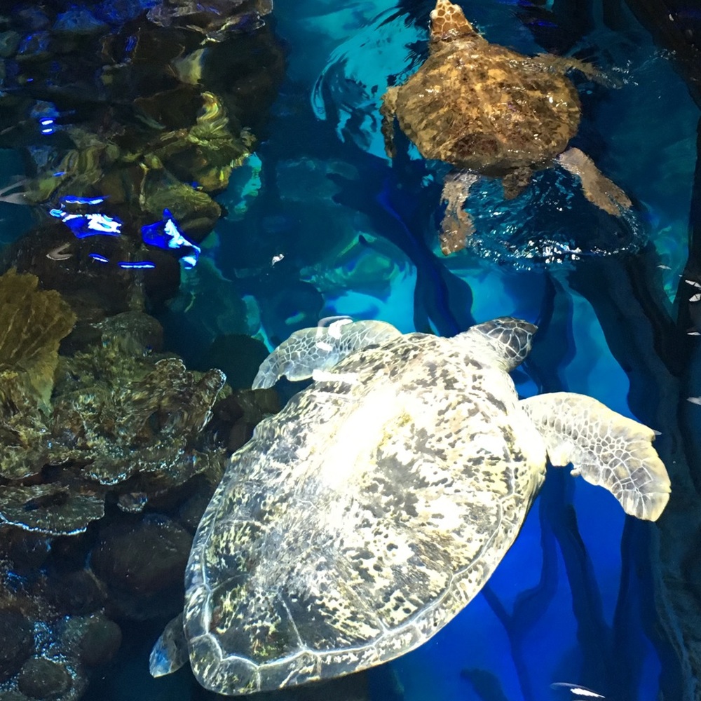 Meet your Posher, Annabelle